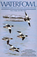 Waterfowl: An Identification Guide to the Ducks, Geese, and Swans of the World - Madge, Steve, and Peterson, Roger Tory (Adapted by)