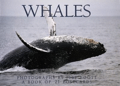 Whales Postcard Book