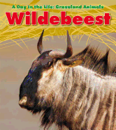 Wildebeest