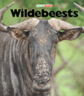 Wildebeests